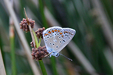 Polyommatus thersites